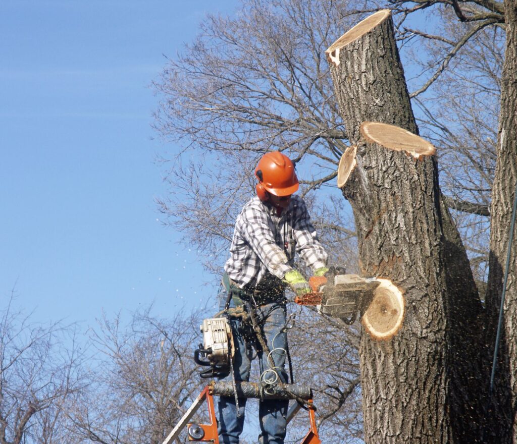 Tree Cutting